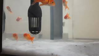 Beauty of Goldfish | UltraHD Aquarium Relaxing | Super beautiful goldfish #goldfish #fishtanksetup