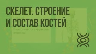 Скелет. Строение и состав костей. Видеоурок по биологии 8 класс