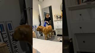 Naughty  Boerboel! In Trouble with Bupcha #shortsfeed #polska #boerboel #funny