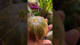 Omg Orange Cucumber Plucking - Indoor Home Gardening