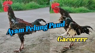 SUARA AYAM PELUNG PAUD | JUJUR POK BITU