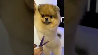 Dogs Trimming #dogs,#shorts, #youtube