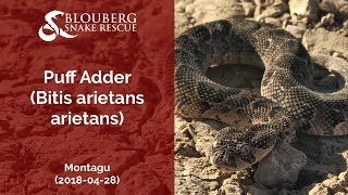 Juvenile Puff Adder Striking in Slow Motion (20180428)