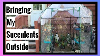 Bringing my Succulents Outside | Summer Greenhouse