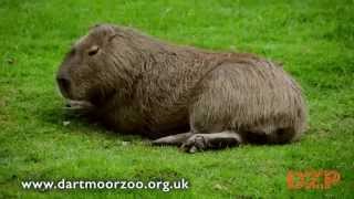 Relaxing with the Capybara