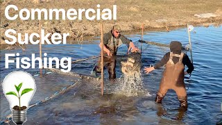 Commercial Sucker Fishing in a Ditch/Creek with a Trap Net connected to Lake Manitoba