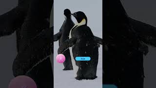 Descubre el mundo de los PINGÜINOS 🐧​