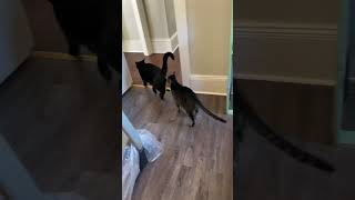 The Cats Fake Fight