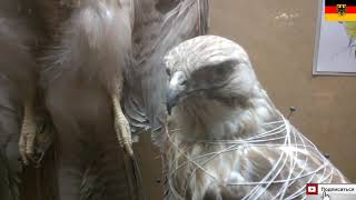 Zoologisches Museum im Centrum für Naturkunde der Universität Hamburg  part2