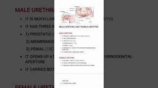 Male urethra & Female urethra#biologynotes #neet2023 #iasexam