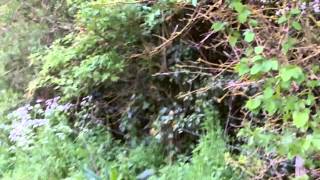 Wild plant food journey's  # 31 A brief look at hedges and edges