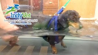 Zeke Recovering from Back Surgery in the Hydrotherapy Tank at IndyVet 1