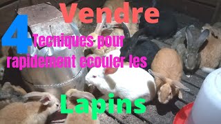 comment vendre des lapins