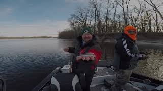 December Walleye and Sauger on the Mississippi 12-12-20