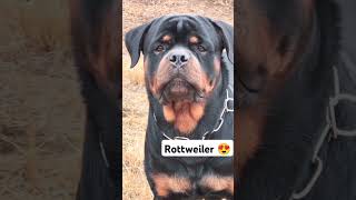 Rottweiler lover 😍 #india #everyone #italy #cutepet #dog #short #ytshorts #yt #tamil #tamilsong