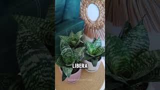 5 beneficios de la lengua de suegra o sansevieria