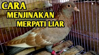 Cara menjinakan merpati liar/umbaran