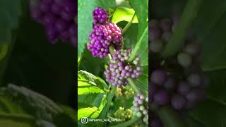 Herbalism Shorts: Meet Beautyberry, Plant Identification, Florida Native Plants #shorts