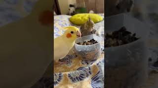 Cockatiels Eating ASMR✨✨#cockatiel #asmr #eating #shorts