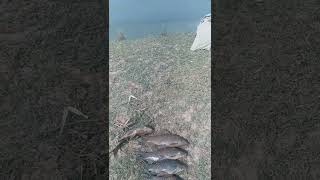 kalbans fish catching🐟River fishing🐟subscribe my chenel #fishing#hook#river#shorts