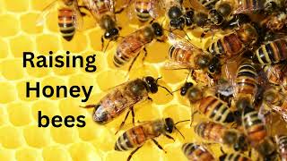 Raising Honeybees