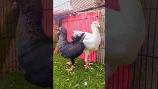 Maltese Breeding Pigeon|| #foryou #viralvideo #viral #youtubeshorts #ytshorts #trending #reels