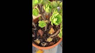 Baby Aeonium Fell Off the Parent But It Rooted #shorts