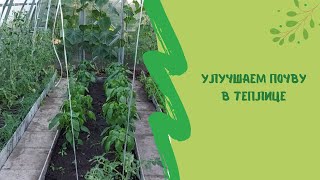 Улучшаем почву в теплице и защищаем растения