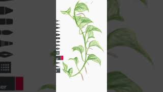 Plant Speed Paint (Tayasui Sketches) | Audrey Santoso