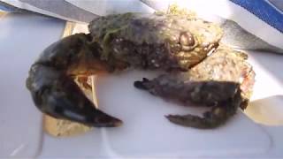 Краб живой.  Crab alive.