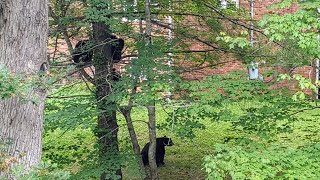 Bear Ruby and Crew — "Linemen for the County"