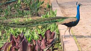 National Botanical Garden Lucknow,           Full of beautiful peacocks and flowers.