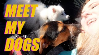 Meet my dogs!