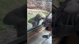 Intelligent Chimpanzee #youtubeshorts #annimals #annimalsfunny #shortvideo #youtubeshorts #foryou 🙀