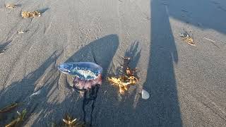 "Alien" Jellyfish on the Beach!