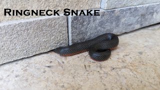 Ringneck Snake Rescue