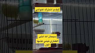 انثى كناري تبني العش سبحان الله #الكناري #تزاوج_الكناري #canary