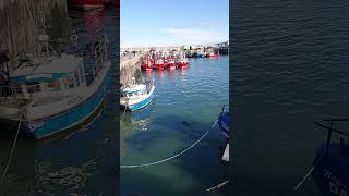 Seals in Clogherhead Port #shorts  #exploringireland