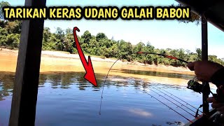 sungguh menakjubkan tarikan udang galah sungai Kalimantan || mancing udang galah