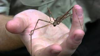 Stick Insects at Cambridge Butterfly Conservatory