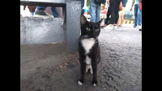 Cats of Eastwood City - Tuxedo Cat