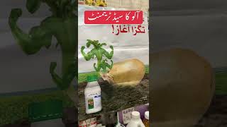 Best Seed treatment for potato seed and crop | Protex Seed treatment antibiotic and fungicide price