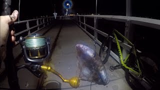 BIG BAITS on a BIG JETTY!!