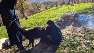 Making local yogurt with fresh goat milk_nomadic lifestyle Iran2023