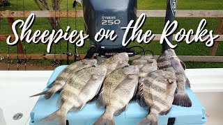 Catching SHEEPSHEAD on the GALVESTON jetties!!!