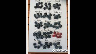 Heidelbeersorten im Vergleich / Blueberry Varieties in Comparison