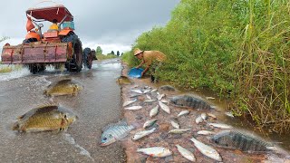 Fishing on the raod-Top fishing Techniques,  A fisherman catch fish at field,  Best hand fishing