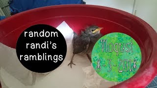 #vlogust 8-3-2018: Lots of Rescued Starling Clips! || Daily Vlogs #ditl