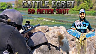 Cattle Egret || Hatsan Mod 65 || 50 Meter 😳 Shot || Air Rifle Hunting || The Bearded Hunters