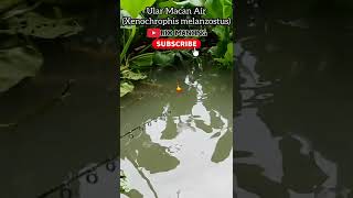 Asik Mancing Tiba-tiba Ular Datang